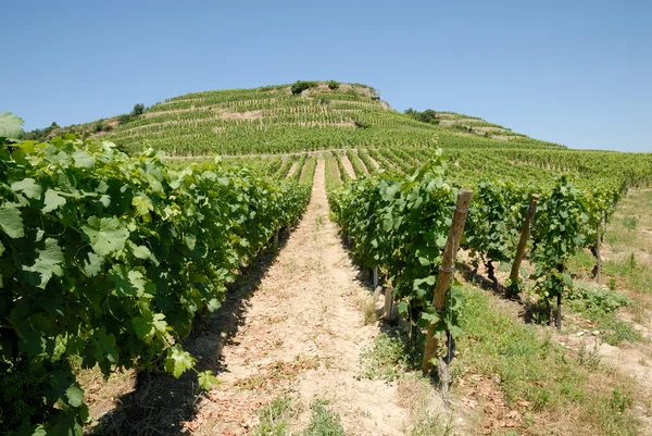 Виноградник в Провансе, Франция — стоковое фото