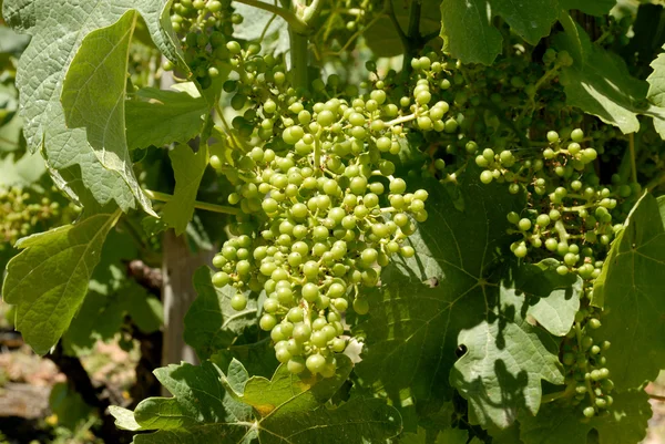 Young unripe grapes in the vineyard — Stock Photo, Image