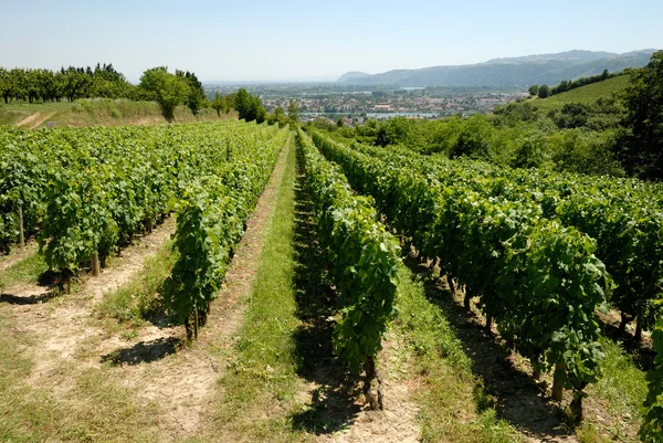 Vineyard Provence, Fransa — Stok fotoğraf