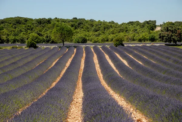 Lavendelfeld in der Provence, Frankreich — Stockfoto