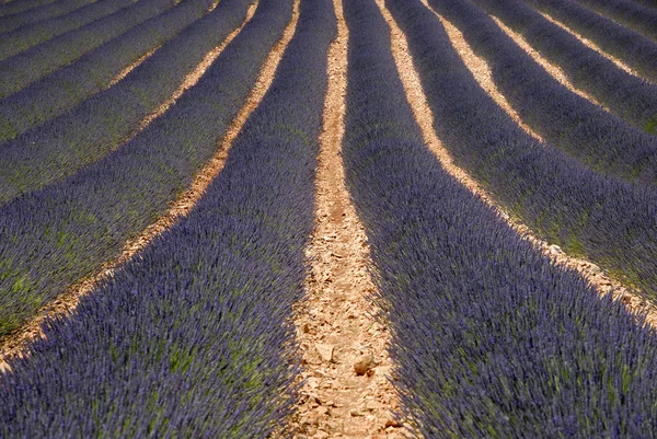 Levandulové pole v provincii, Francie — Stock fotografie