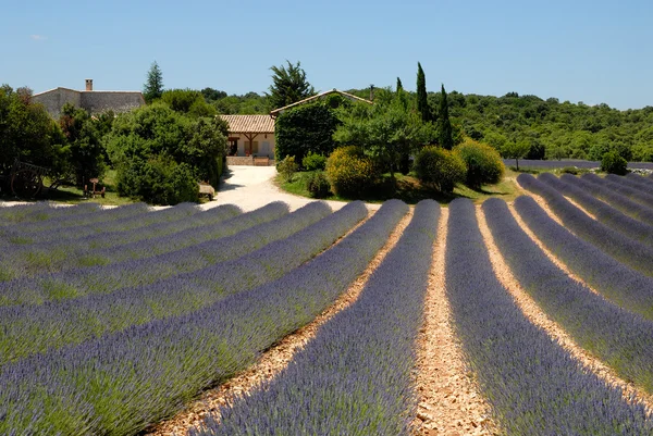 Boerderij en Lavendel veld in de provence, Frankrijk — Stockfoto