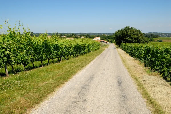 Straße zwischen Weinbergen in der Provence, Frankreich — Stockfoto