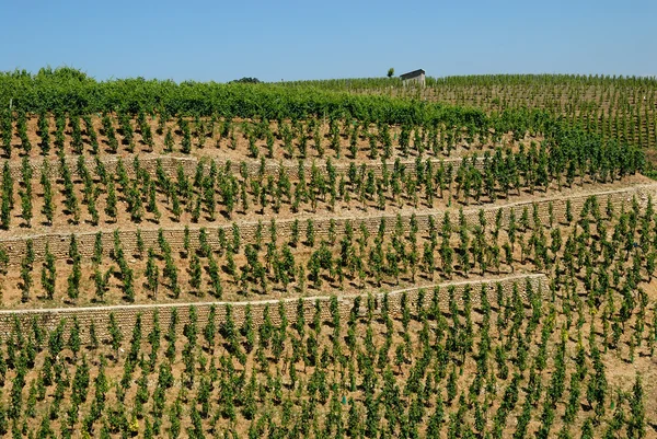 Weinberg in der Provence, Frankreich — Stockfoto