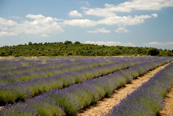 Lavendelfält i provence, Frankrike — Stockfoto