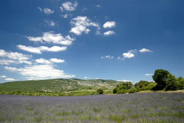 Lavendelfält i provence, Frankrike — Stockfoto