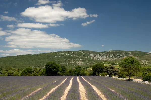 Lavendelveld in de herkomst, Frankrijk — Stockfoto