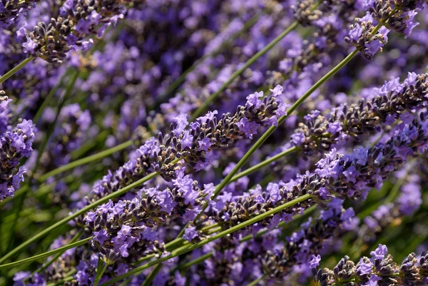Närbild av lavendel blommor i ett fält — Stockfoto