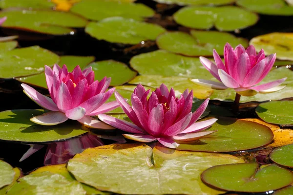 Pink water lily — Stock Photo, Image