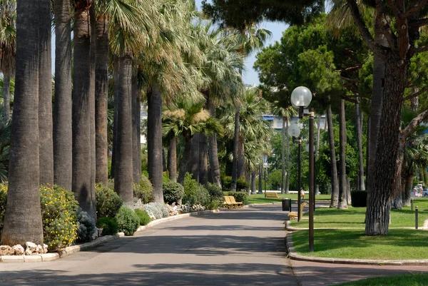Palm trees in a park in Cannes, France — Stock Photo, Image