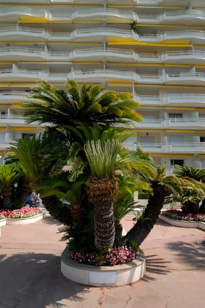 Palm tree in Cannes, France — Stock Photo, Image