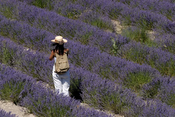 Asiático tiro turístico no campo de lavanda, França — Fotografia de Stock