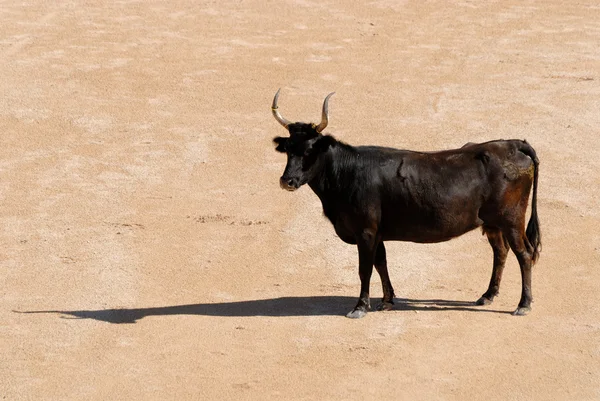 Ko i den romerska arenan i arles, france — Stockfoto