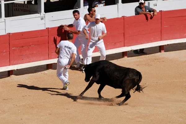 Chasing tjurar i den romerska arenan i arles — Stockfoto