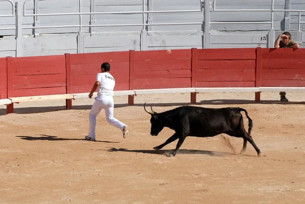 Persiguiendo a los toros en la Arena Romana en Arles, Francia — Foto de Stock