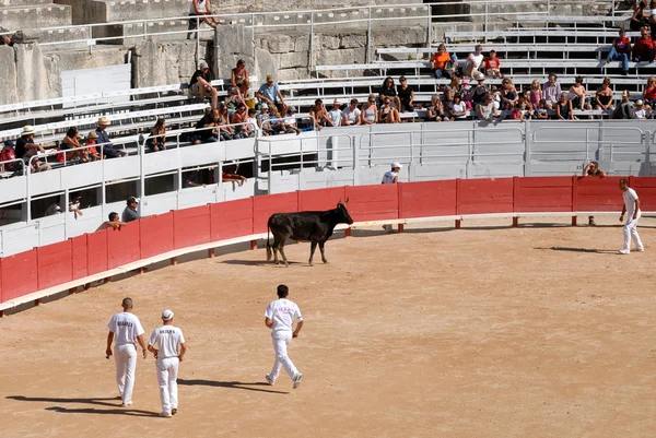 Poursuite du taureau dans l'arène romaine à Arles, France — Photo