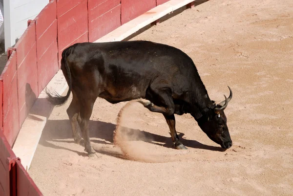 Bull in the Roman Arena in Arles, France — Stock Photo, Image