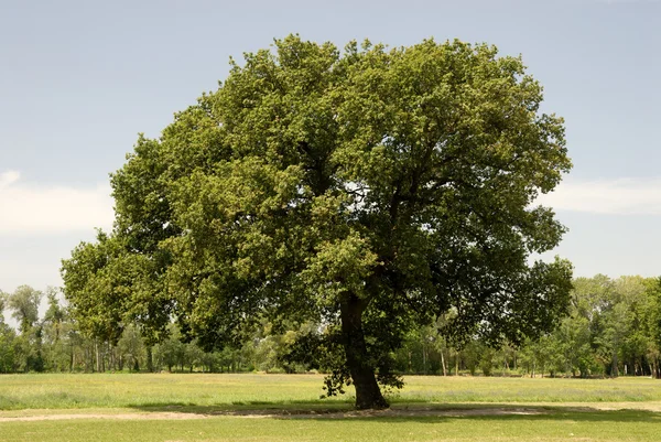 Eenzame boom in de camargue, Zuid-Frankrijk — Stockfoto