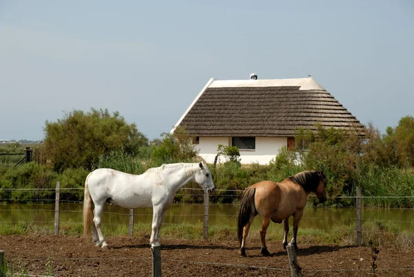 Cavalos em Saintes-Maries-de-la-Mer, Francia — Fotografia de Stock