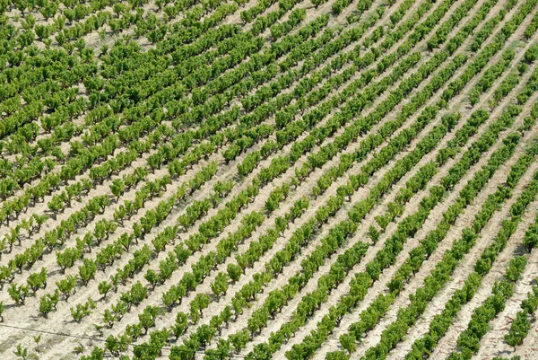 Wijngaard in de provence, Frankrijk — Stockfoto