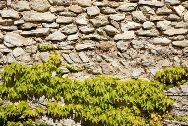 Айви на каменной стене — стоковое фото