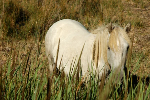 Cavallo camargue bianco — Foto Stock