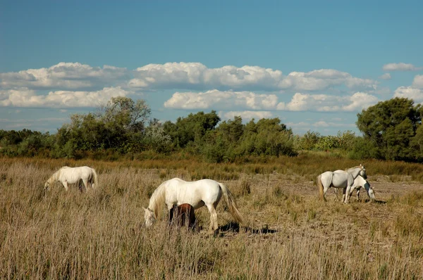 Weiße Camargue-Pferde — Stockfoto
