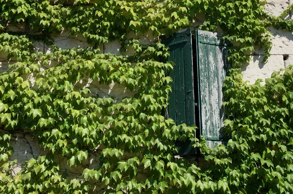 Fönster på ett gammalt hus täckt av murgröna — Stockfoto