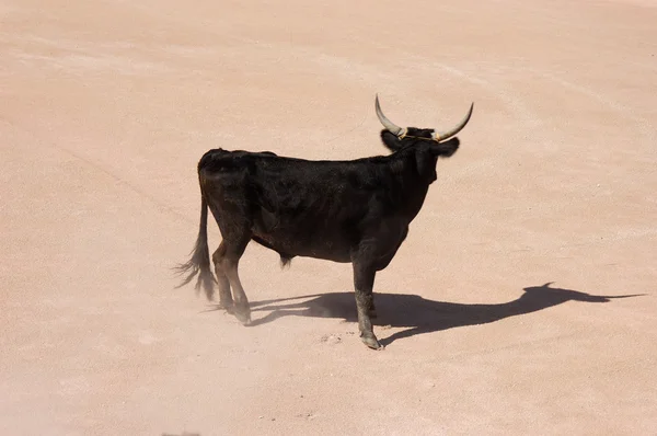 Bull in the bullfight arena in Arles, France — Stock Photo, Image