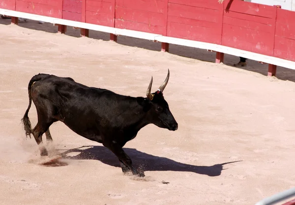 Bull nell'arena della corrida ad Arles, Francia — Foto Stock
