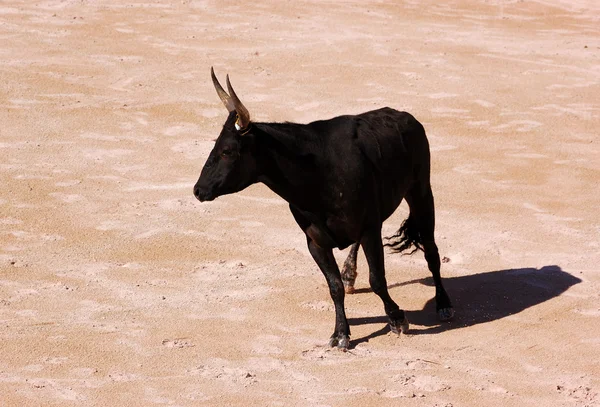 Toro en la plaza de toros en Arles, Francia — Foto de Stock