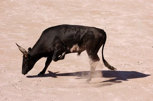 Rasande tjur i tjurfäktningsarenan i arles, france — Stockfoto