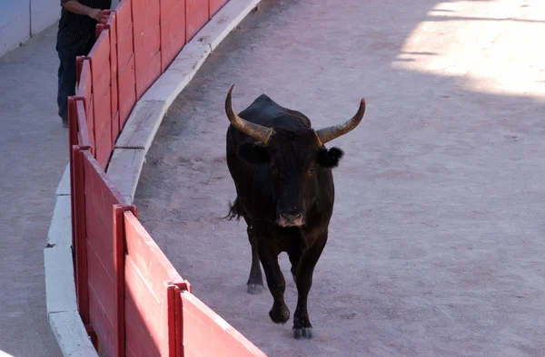 Bull nell'arena romana di Arles, Francia — Foto Stock