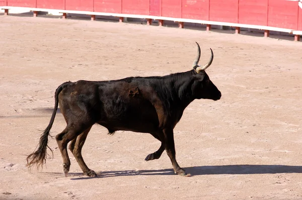 Furious bull in the bullfight arena in Arles, France — Stock Photo, Image