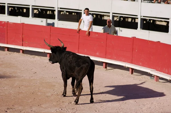在阿尔勒，法国的罗马竞技场中的斗牛 — 图库照片