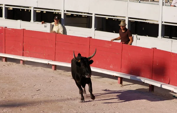 Bullfight na antiga arena romana em Arles, França — Fotografia de Stock