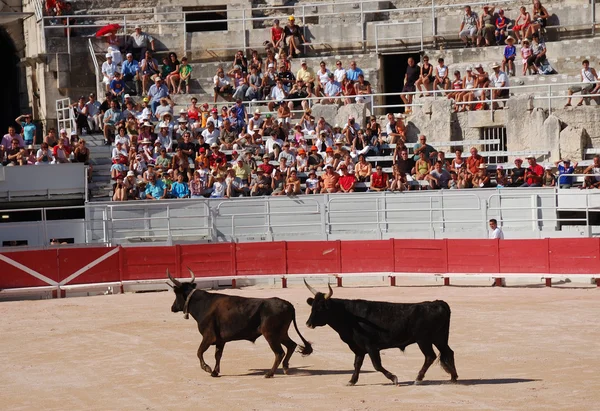 两种公牛在阿尔勒，法国的罗马竞技场 — 图库照片