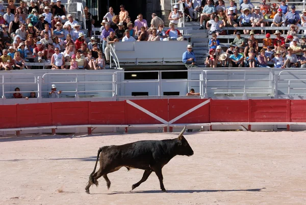 Bullfight in the old Roman Arena in Arles, France — Stock Photo, Image