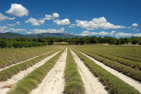 Provence, Fransa hasat lavanta alanlar — Stok fotoğraf