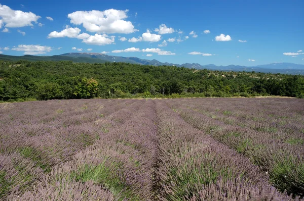 Lavendelfält i Provence, Frankrike — Stockfoto