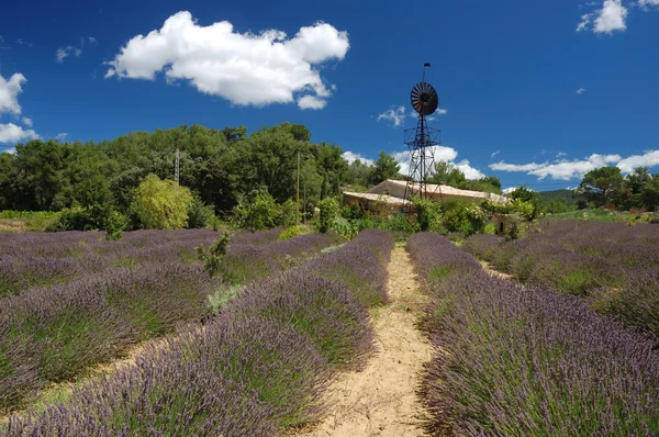 Lavendelfält i Provence, Frankrike — Stockfoto