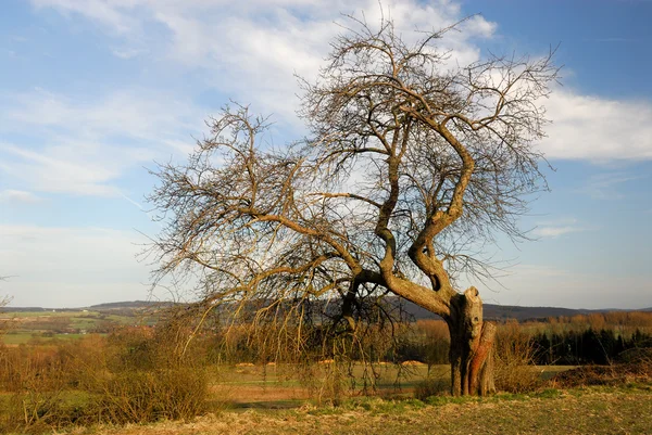 Дерево в ландшафте — стоковое фото