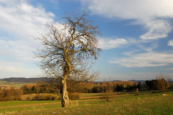 Árvore solitária na paisagem — Fotografia de Stock