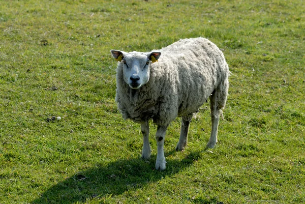 Moutons dans une prairie — Photo