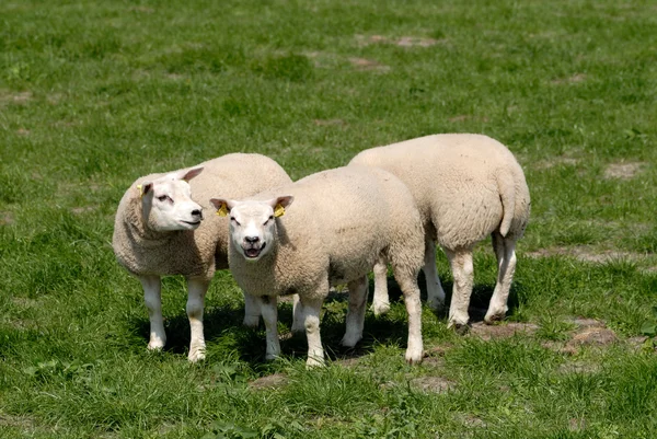 Pecore in un prato — Foto Stock