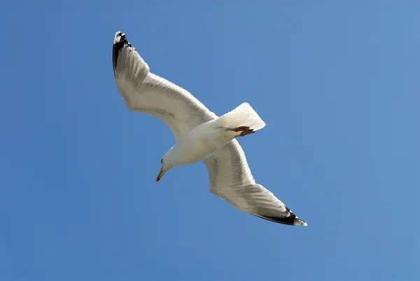 นกนางนวลกับท้องฟ้าสีฟ้า — ภาพถ่ายสต็อก