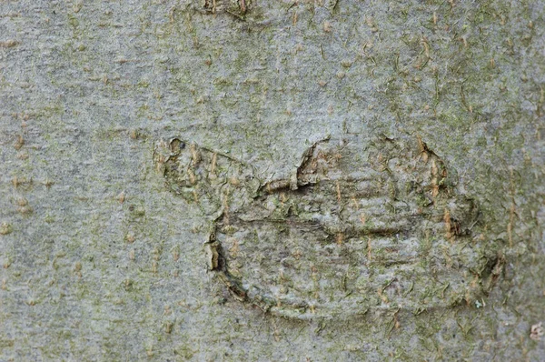 Bark as a natural background — Stock Photo, Image