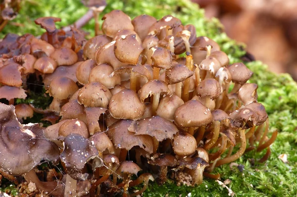 Rotten mushrooms — Stock Photo, Image