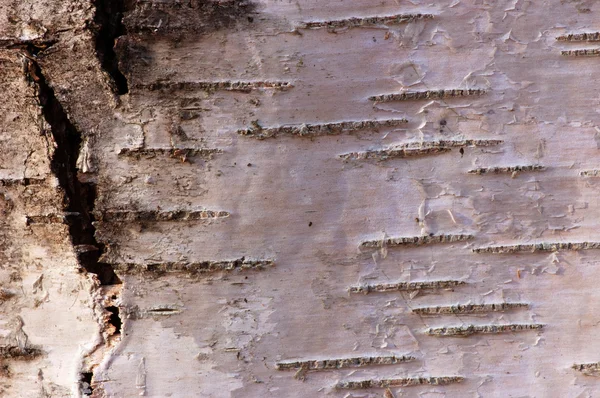 Birch bark — Stock Photo, Image