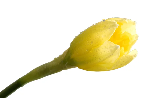 Daffodil isolado sobre branco — Fotografia de Stock